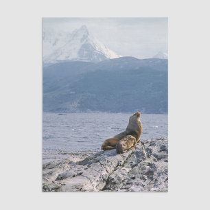 Sea lions in beagle channel - Argentina Tissue Paper