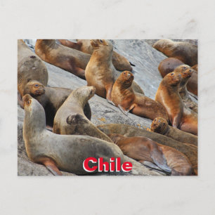 Sea lions in Patagonia, Chile Postcard