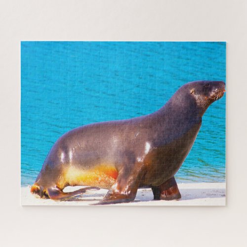 Sea Lions Jigsaw Puzzle