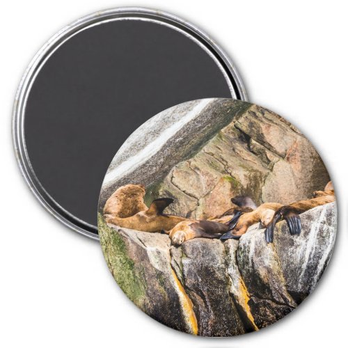 Sea Lions Laying On The Rocks Magnet