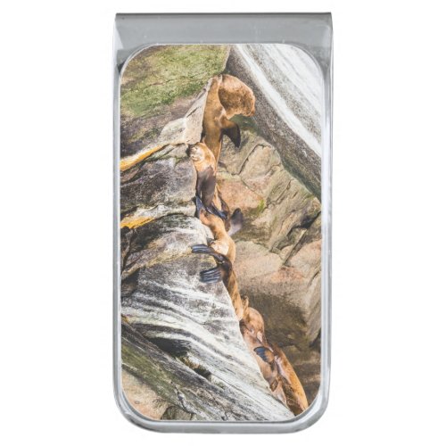 Sea Lions Laying On The Rocks Silver Finish Money Clip