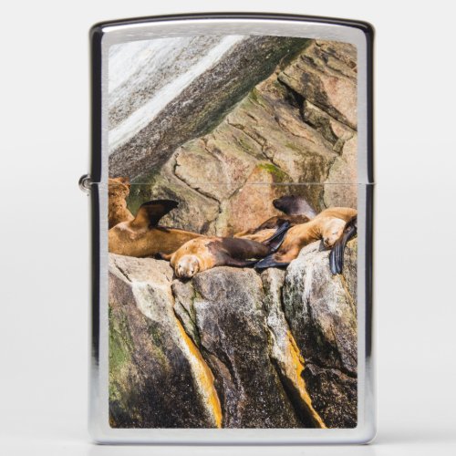 Sea Lions Laying On The Rocks Zippo Lighter