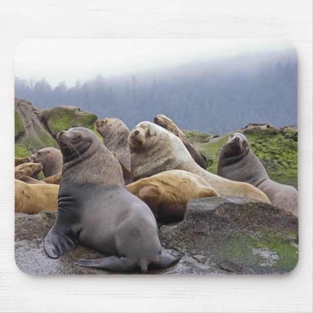 Sea Lions - Mouse pad (Front)