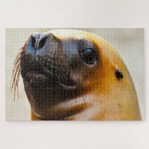 Sea Lions of our seas Jigsaw Puzzle