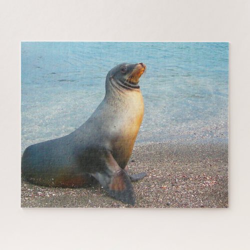 Sea Lions of our seas Jigsaw Puzzle