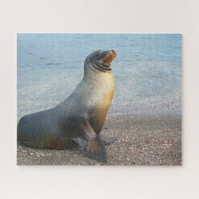Sea Lions of our seas Jigsaw Puzzle (Horizontal)