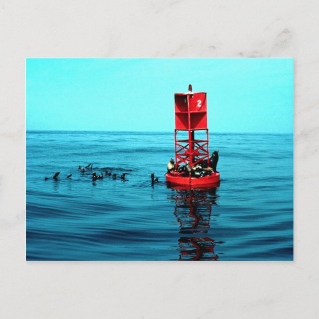 Sea lions on harbor buoy, Ventura, California, U.S Postcard (Front)