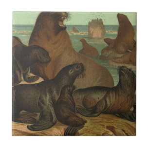 Sea Lions on the Beach, Vintage Marine Life Animal Ceramic Tile
