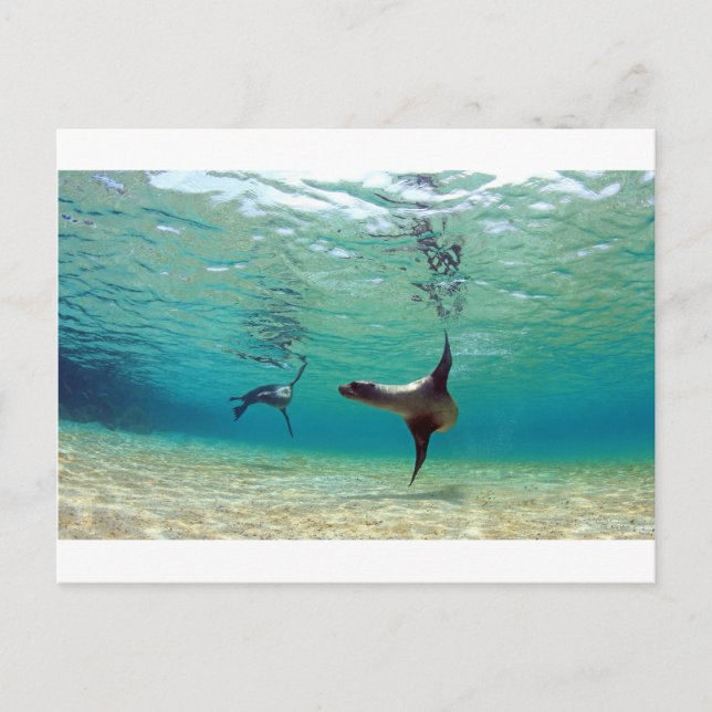 Sea lions playing underwater Galapagos Islands Postcard (Front)