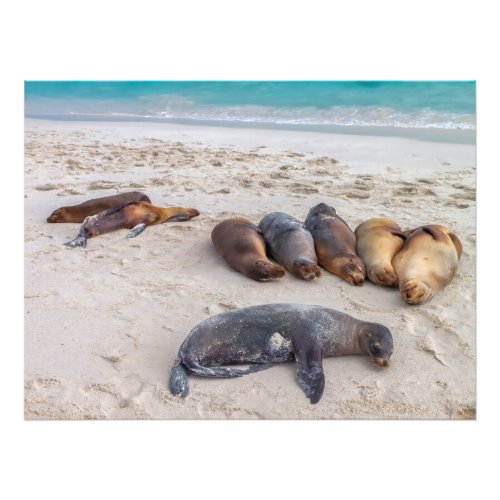 Sea Lions Resting on the Beach Photo Print