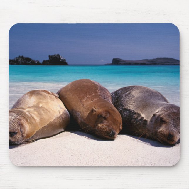 Sea Lions Sleeping On Beach | Ecuador Mouse Pad (Front)