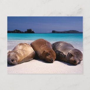 Sea Lions Sleeping On Beach Ecuador Postcard