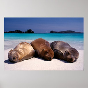 Sea Lions Sleeping On Beach Ecuador Poster