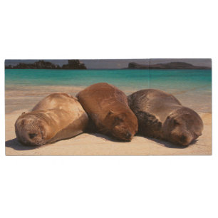 Sea Lions Sleeping On Beach Ecuador Wood Flash Drive