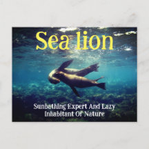 Sea Lions Underwater