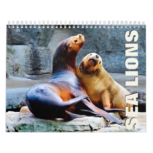 Sea Lions Wall Calendar