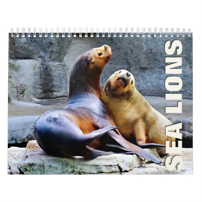 Sea Lions Wall Calendar (Cover)