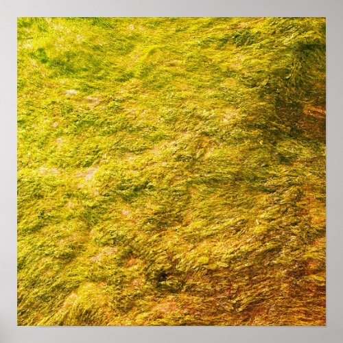 Sea Moss Abstract Golden Yellow Green Artsy Gift Poster