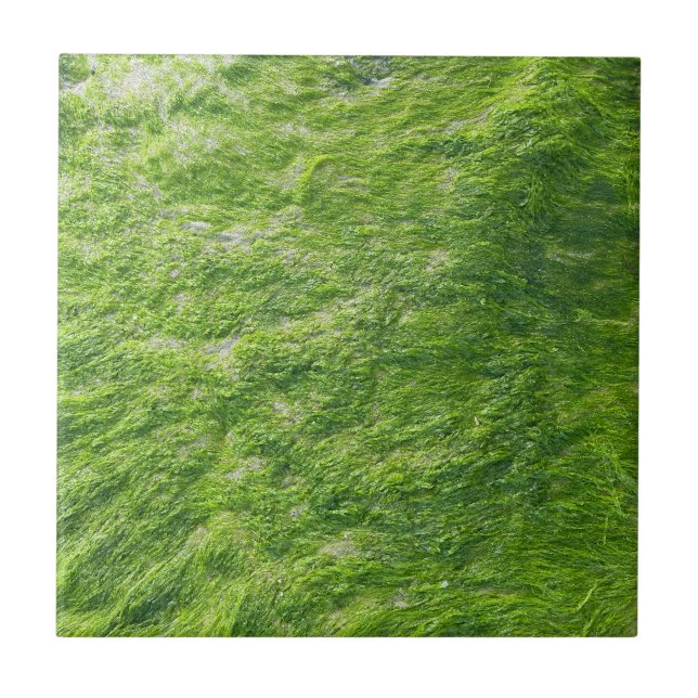 Sea Moss Green Nature Grass Beach Nautical Ceramic Tile (Front)