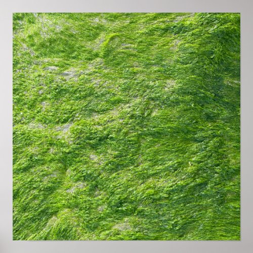 Sea Moss Green Nature Scenic Nautical Coastal Home Poster