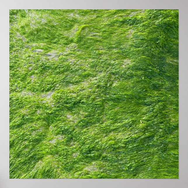 Sea Moss Green Nature Scenic Nautical Coastal Home Poster (Front)