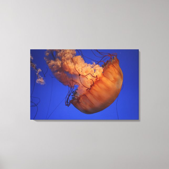 Sea nettle jellyfish canvas print (Front)