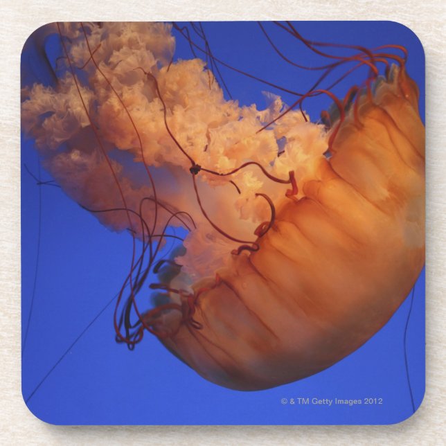 Sea nettle jellyfish drink coaster (Front)