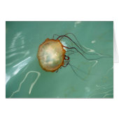 Sea Nettle Jellyfish Frameable Art Card (Front Horizontal)