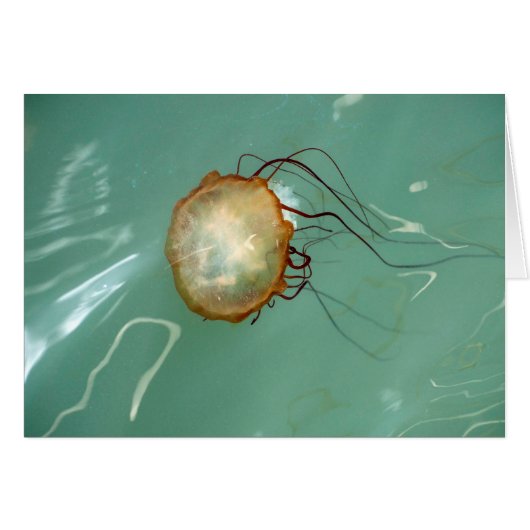 Sea Nettle Jellyfish Frameable Art Card (Front Horizontal)
