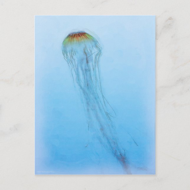 Sea Nettle Postcard (Front)