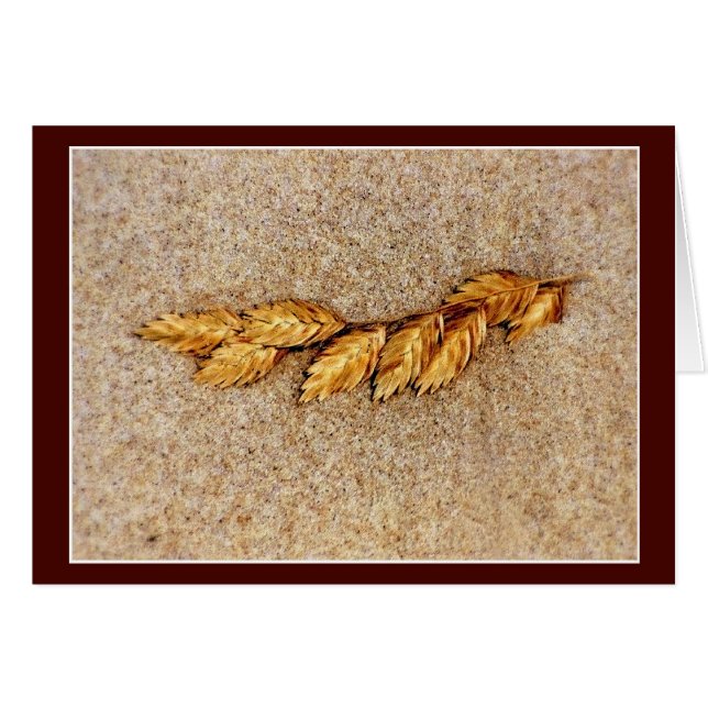 Sea Oats And Sand Cards (Front Horizontal)