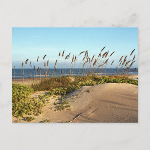 Sea Oats & Dunes Postcard