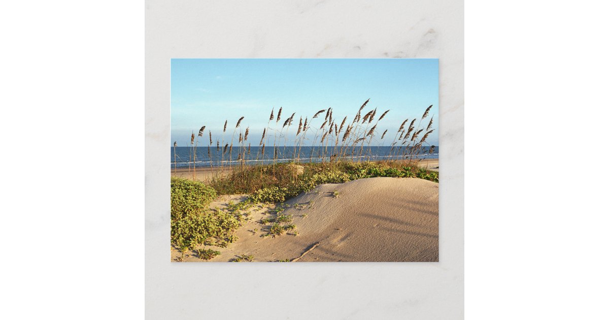 Sea Oats & Dunes Postcard Zazzle