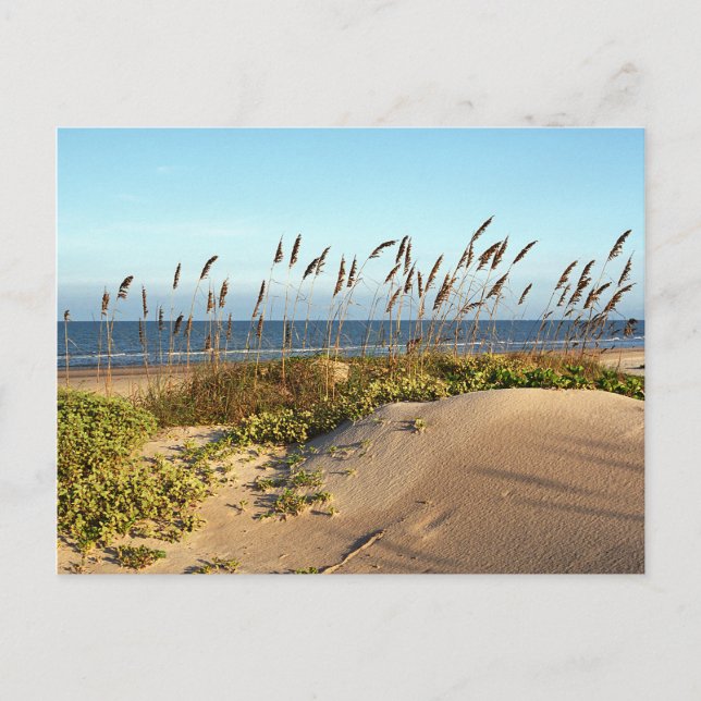 Sea Oats & Dunes Postcard (Front)