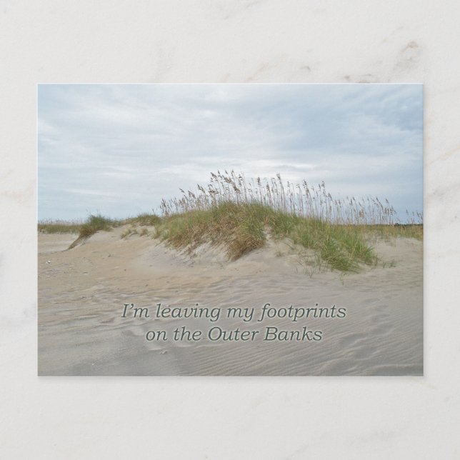 Sea Oats on Sand Dune Outer Banks NC Postcard (Front)