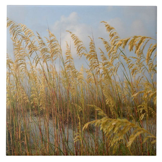 Sea Oats on the beach sand dunes Tile (Front)