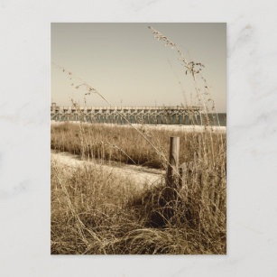 Sea Oats on the Dunes at Myrtle Beach Postcard
