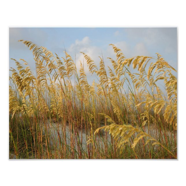 sea oats photo print (Front)