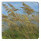 Sea Oats