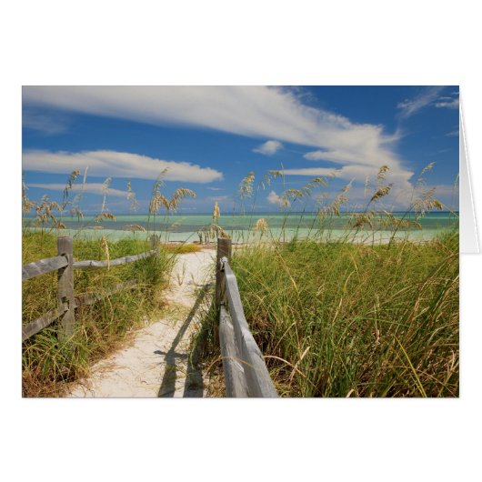 Sea oats Uniola paniculata) growing by beach, (Front Horizontal)