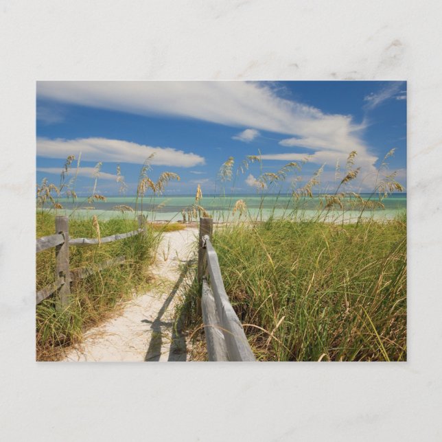 Sea oats Uniola paniculata) growing by beach, Postcard (Front)