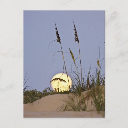 Sea Oats Uniola paniculata growing on sand Postcard