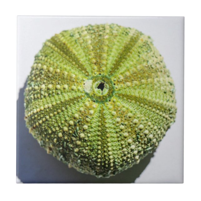 Sea Ocean Shell texture structure details Ceramic Tile (Front)