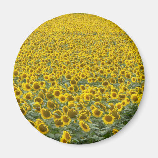 Sea of Sunflowers Magnet