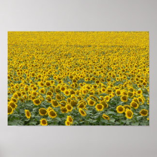 Sea of Sunflowers Poster
