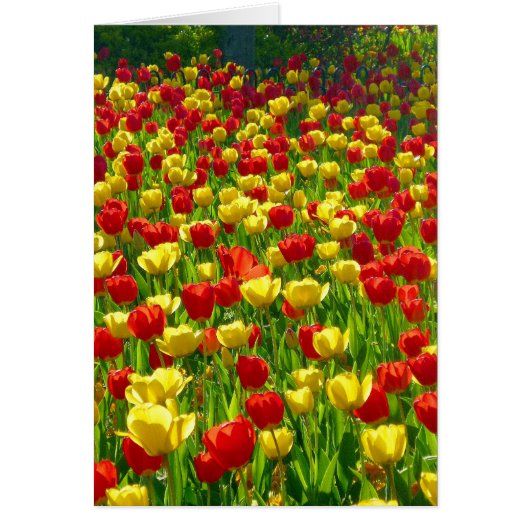 Sea of Tulips Cards (Front)