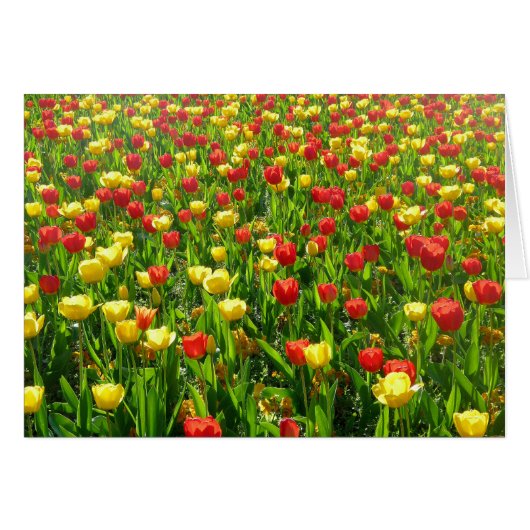 Sea of Tulips II Cards (Front Horizontal)