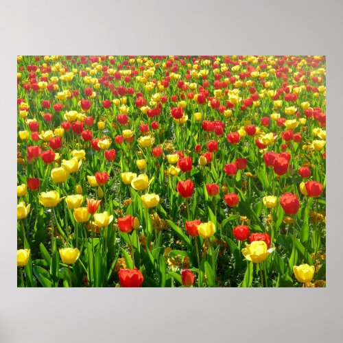 Sea of Tulips II Poster