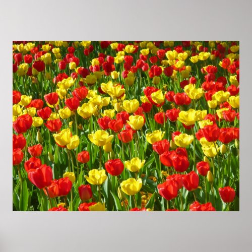 Sea of Tulips III Poster