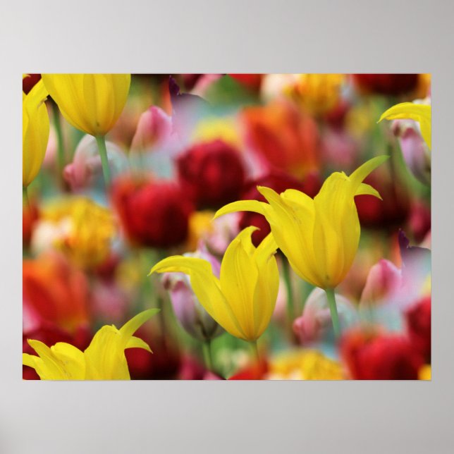 Sea of Tulips Poster (Front)